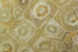 Polished Fossil Coral (Actinocyathus) - Morocco #100627-1
